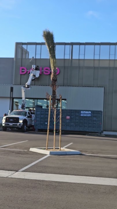 99 Ranch Aliso Viejo Opening Date Aliso Viejo California New 99 Ranch Market - YouTube