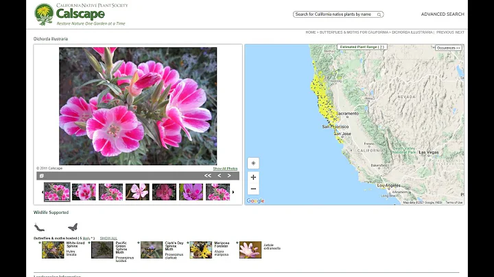 Keystone species for shady areas: Kathy Kramer