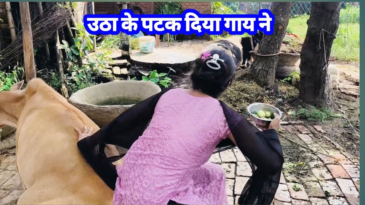 घोड़े और गाय की एक साथ सवारी छोटे-छोटे तरबूज खा गए#horse and riding video #cow riding video blog#