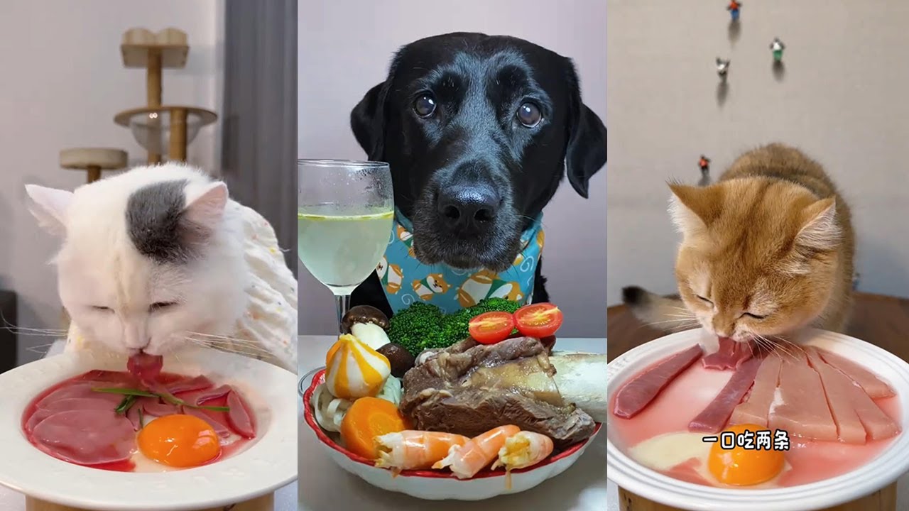 Yummy！Dog eating food funny video. pet eating food. cat eating food. 小狗吃饭的视频，小猫吃美食，看看宠物喜欢吃什么食物？