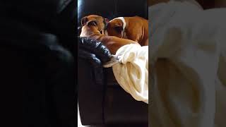Boxer wilma and ruby