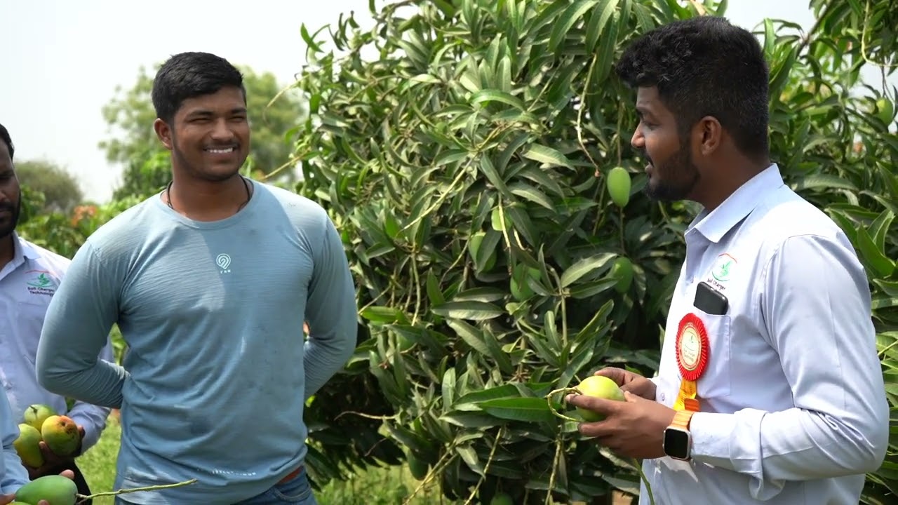 SCTवैदिक🥭आंबा झाला मार्चमध्येच हार्वेस्ट💪 परिसरात बागा उपटत असता 600 झाडांत पहिलाच बहर 6 लाखांचा💰