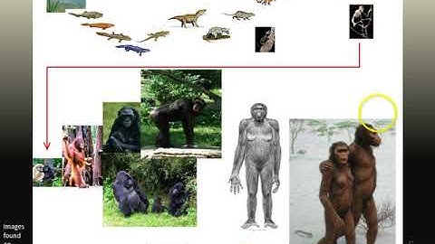 Philosophy Lecture Series, Video 7: Evolutionary Theory