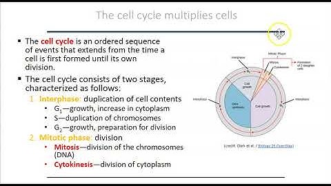 Mitosis and Meiosis Lab Part 1