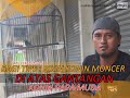 KONIN PAPA MUDA : TIPS MUDAH BIKIN KONIN MONCER DI GANTANGAN !!!