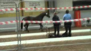 Tuchinski mare age 3 kwpn grading