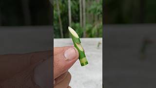 Thumbnail for Bamboo Creations with Slingshots #bamboo #Toys #Diy