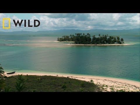 National Geographic WILD | Ζώα Κυνηγοί στον Παράδεισο Trailer