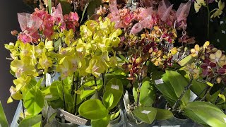 🌸 ПРОДАЖА ОРХИДЕЙ 17.05.23 Редкие, Эксклюзивные сорта. Орхидея бабочка Лиодоро. Купить орхидею.