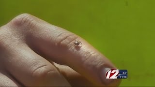 Expert: Threat of Lyme Disease Increasing Along with Tick Population Net Worth