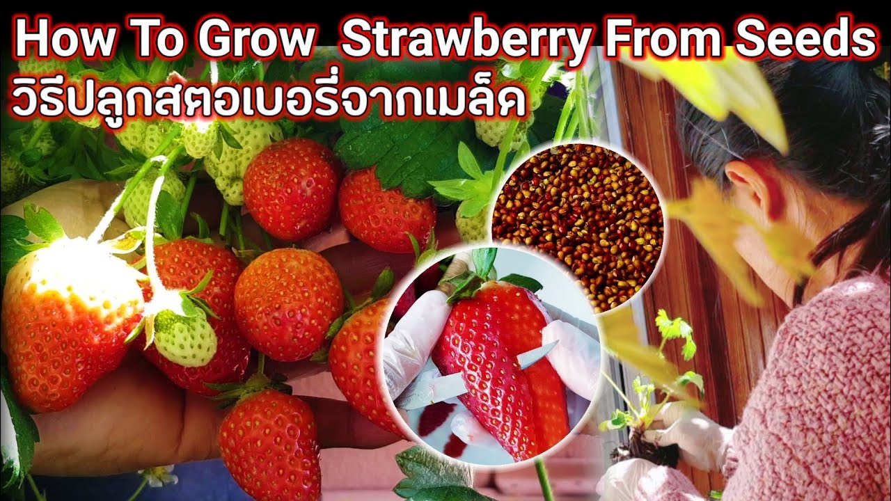 Strawberry,How To Grow Strawberry From Seeds,วิธีปลูกสตอเบอรี่จากเมล็ด