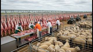 Inside Australia’s Massive Sheep Industry – 500,000+ Processed Every Week