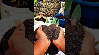 How to free leaves compost making in a home 🍂🍂 #gardening #plant #lips composed