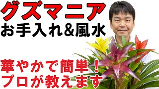 グズマニア アナナス の育て方と風水効果をプロが解説 グリーンスマイル