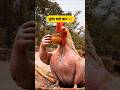मुर्गन भाई जान 😂🐔 #thetharpuns #funnymunna #funny #murga #newyear #2026