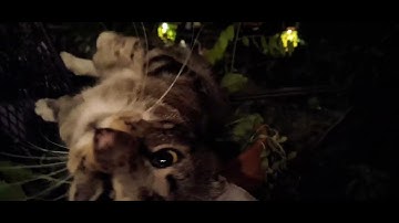 Hemingway loves catnip