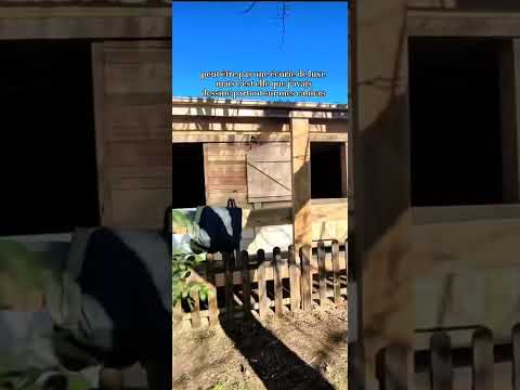 My Dream ✨ #cheval #poney #equestrian #horse