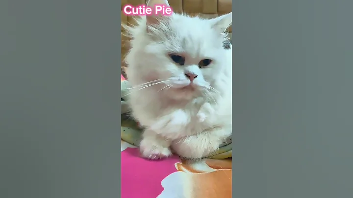 Watch the video about White Lion #viralcat #cat #kitten #meow #pets #cats #kittens #cute #animallife #funny #animallife