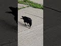 Crow finishes his backlane snack. Red squirrel scores a peanut too #short #crow #squirrel