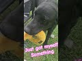 Black Lab gets a Donut in the Woods #labrador#blacklab#lab #donut#dunkindonuts#selfish #mitski