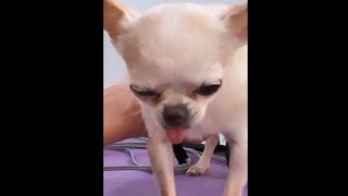 Dog fall asleep during therapy by WG Fans 61 views 1 month ago 1 minute, 37 seconds