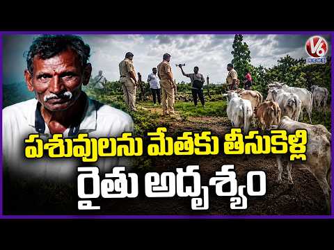 Farmer Went Missing After Taking Cattle To Graze In Forest Land | V6 News - V6NEWSTELUGU