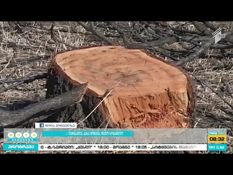 ტყის საფარი და სახელმწიფო პოლიტიკა - ვინ და როგორ ზრუნავს გარემოზე