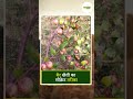 बेर की खेती में बड़ा मुनाफा: फल को बनाएं बड़ा और मीठा ! BerFarming #JujubeFarming