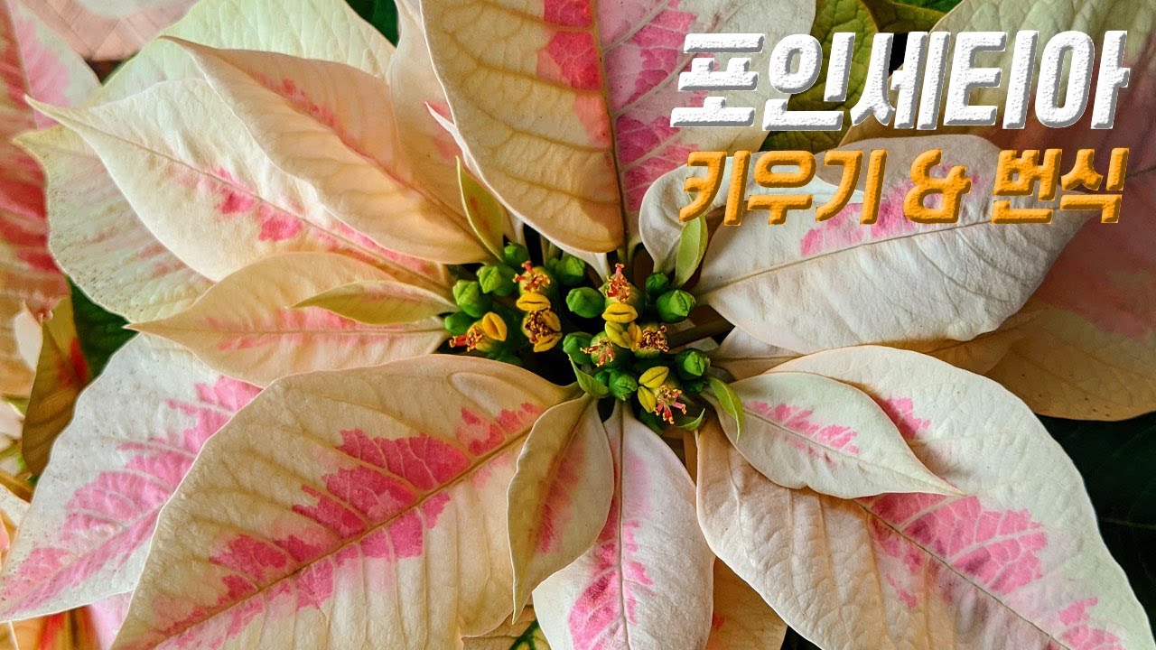 포인세티아 키우기 🍁 포인세티아 삽목 번식 🌸 poinsettia care 겨울 추천 식물