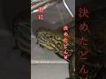 おまえも鬼にならないか？#short#亀#かめ#ウンキュウ#ペット#可愛い#流行る #爬虫類 #turtle #turtle #鬼#人気#楽しい#ウケる#バズる#鬼滅#爆笑#癒し