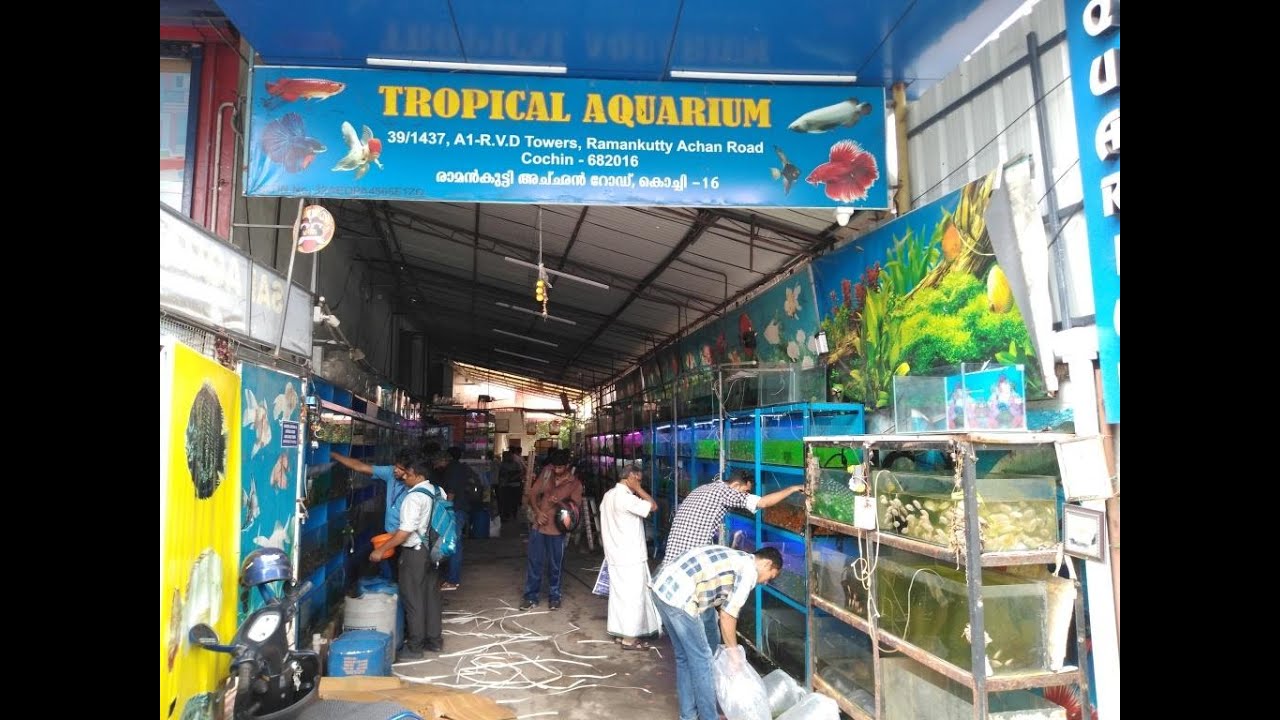 Wholesale/Retail aquarium shop in Kochi/ Hypermarket of