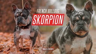 Chevys Feed - SKORPION (French Bulldog Stud) 2019 RARE