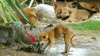 रोंगटे खड़े कर देने वाला वाक्य आया सामने,बेजुबान के साथ यह क्या हो गया OMG! Dog Head stuck in can