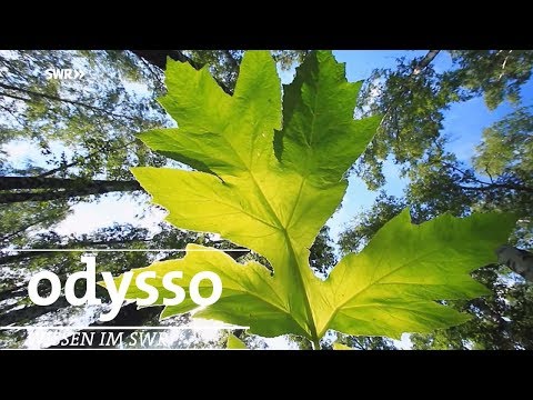 Video: Warum ist die Photosynthese so erstaunlich?