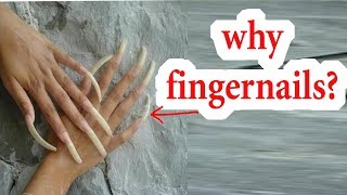 Why Do Humans Have Fingernails ?