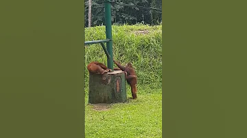 수컷이 고백하자 암컷이 보인 행동 킹받네 ㅋㅋ 