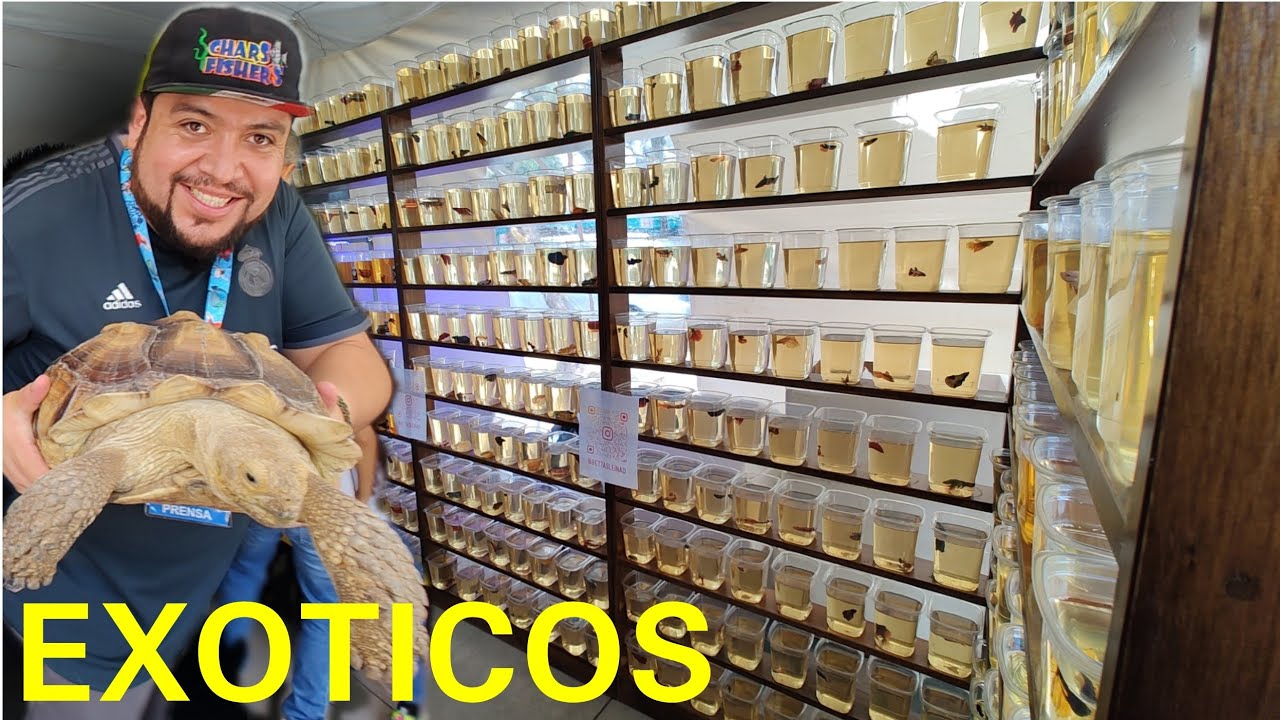 LOS PECES Y ANIMALES MAS EXOTICOS DE EXPO ACUARIO QUERETARO 2024