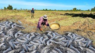 Life Fishing at Dry Place in Dry Season - Amazing Catching Under mud & Dry Soil