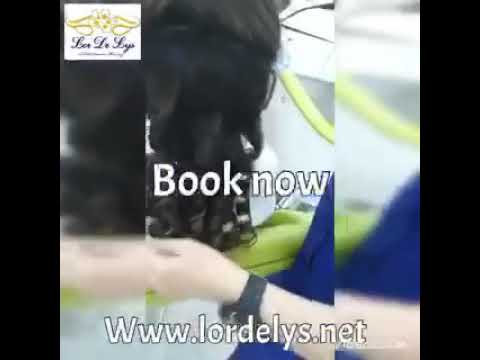 لوردوليس الرياض موديل شعر