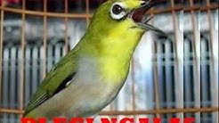 Suara Masteran Burung Pleci Ngalas Masteran Burung Pleci Ngalas 2  - Durasi: 5:23. 