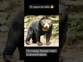 Все виды медведей  🐻 🐼 🐻‍❄️