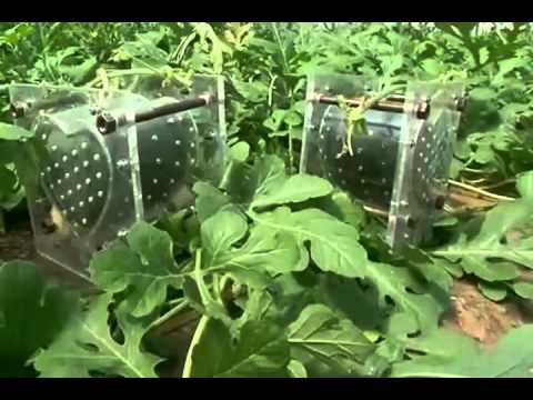 Video: Vodný Melón - Výhody A škody, Ako Pestovať Melón V Skleníku A Na Otvorenom Poli?
