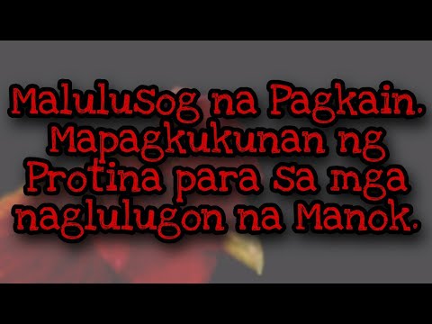 Malulusog na Pagkain. Mapagkukunan ng Protina para sa mga naglulugon na Manok.