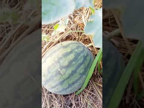 วีดีโอ: แตงโม 'All Sweet' Care: ข้อมูลเกี่ยวกับการปลูกพืชแตงโมหวานทั้งหมด