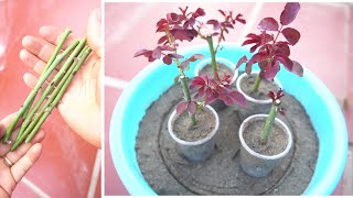 Tips for propagating rose plants from cuttings