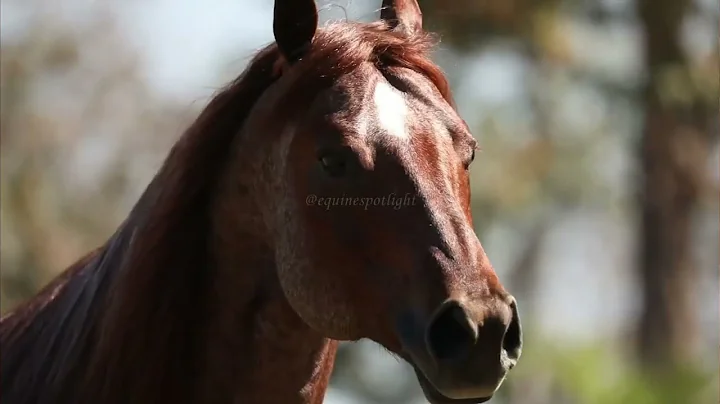 THE GREATEST QUARTER HORSES IN HISTORY!#quarterhorse #horses #stallion