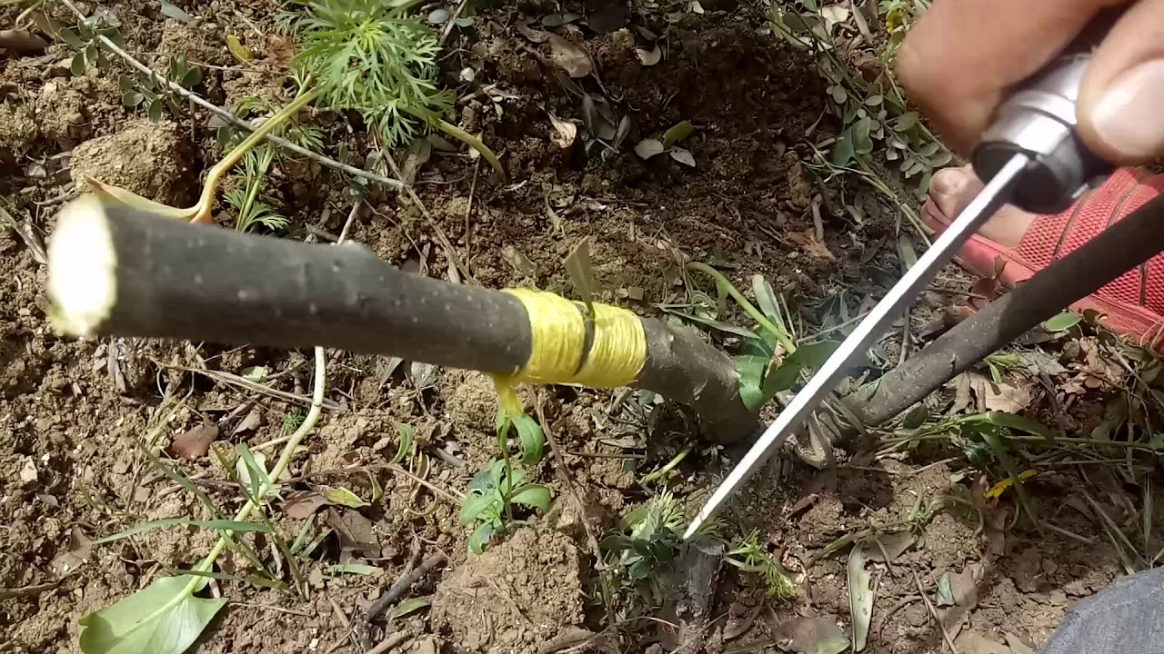 تطعيم الزيتون على البري  بطريقة البرعم او العين بثلاث طرق مختلفة .