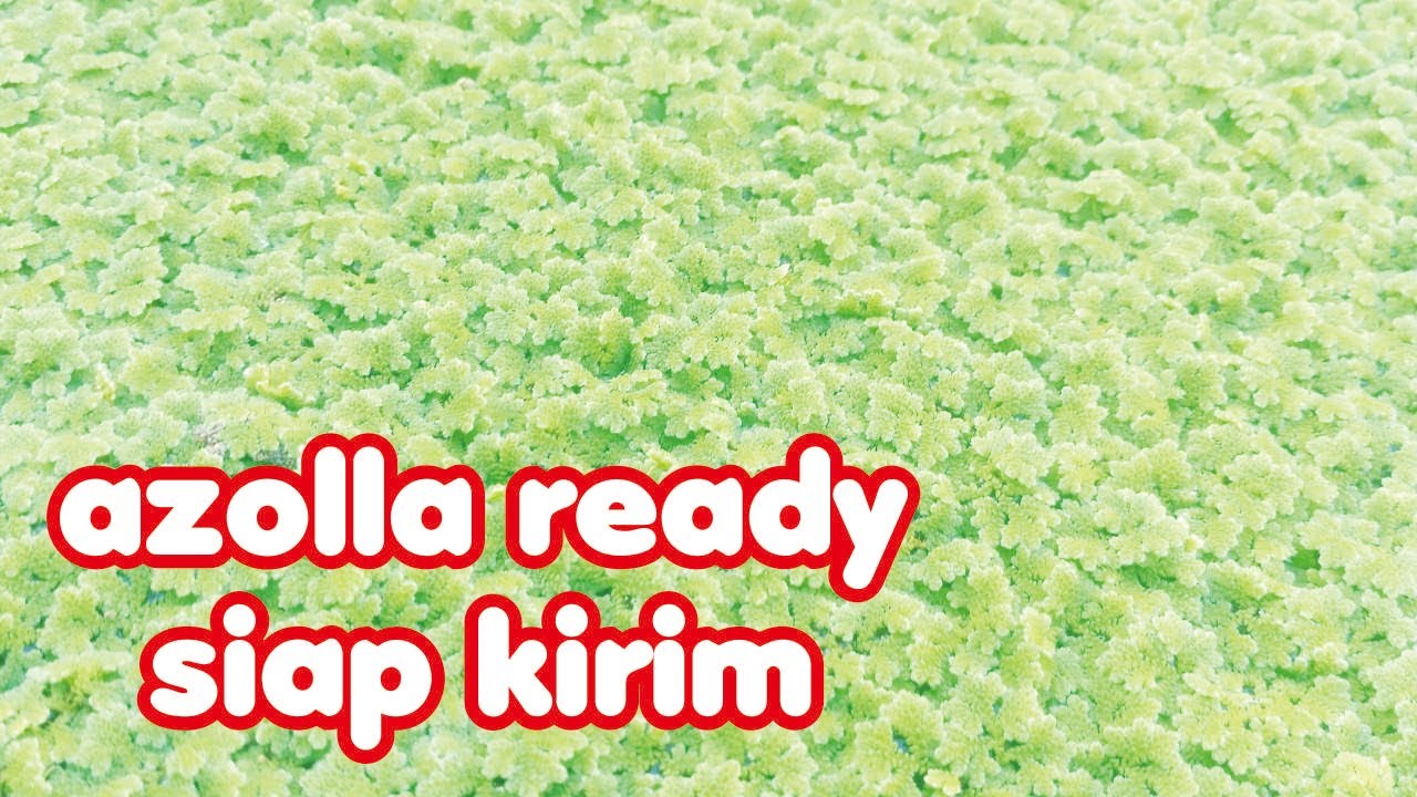 jual azolla ready siap kirim
