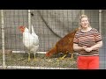 My PVC Chicken Tractor Setup My PVC Chicken Tractor Setup