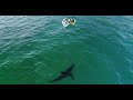 Great white sneaks up on family my drone alerts them of the shark